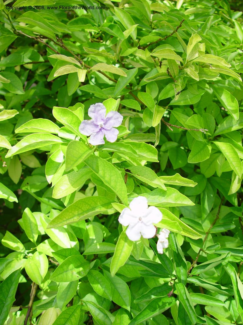 Brunfelsia australis--FL. Fairchild Tropical Gard. 8 Apr 03. 134.jpg