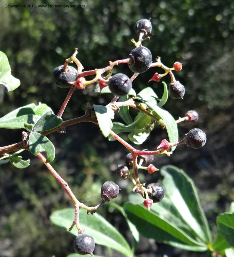 Cissus striata, WDS 34100--Chile. Rd to El Abanico. Pte. Polcura odom 16.6. 17 Feb 2013. DSC01401 (222).JPG