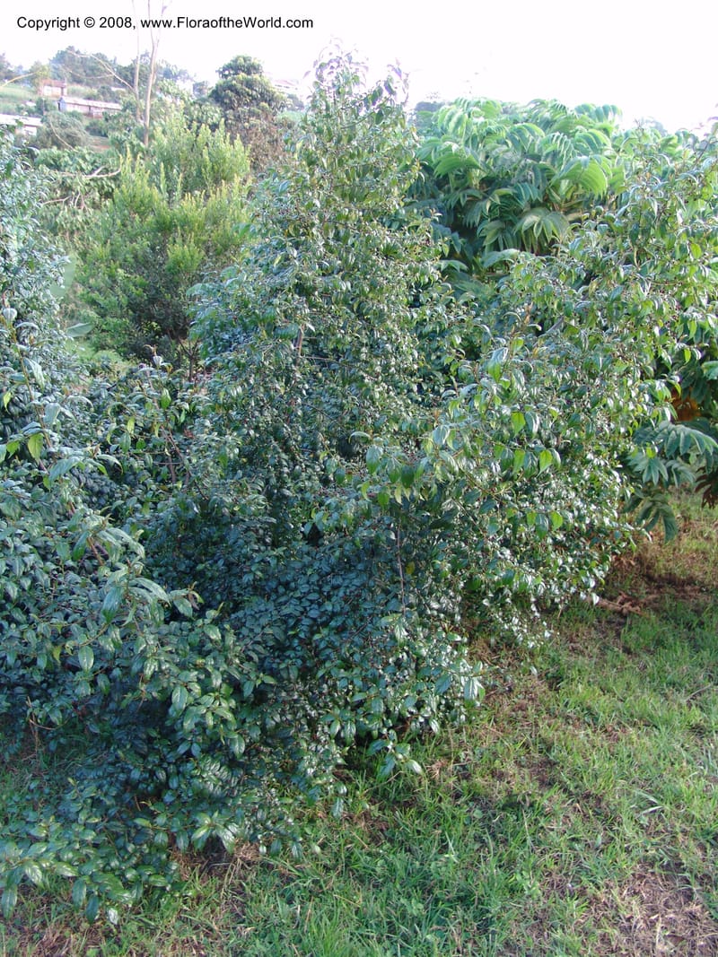 Rhamnus prinoides--Kenya. Brackenhurst Bot. Gard., Limuru. 26 Jun 04. 032.jpg