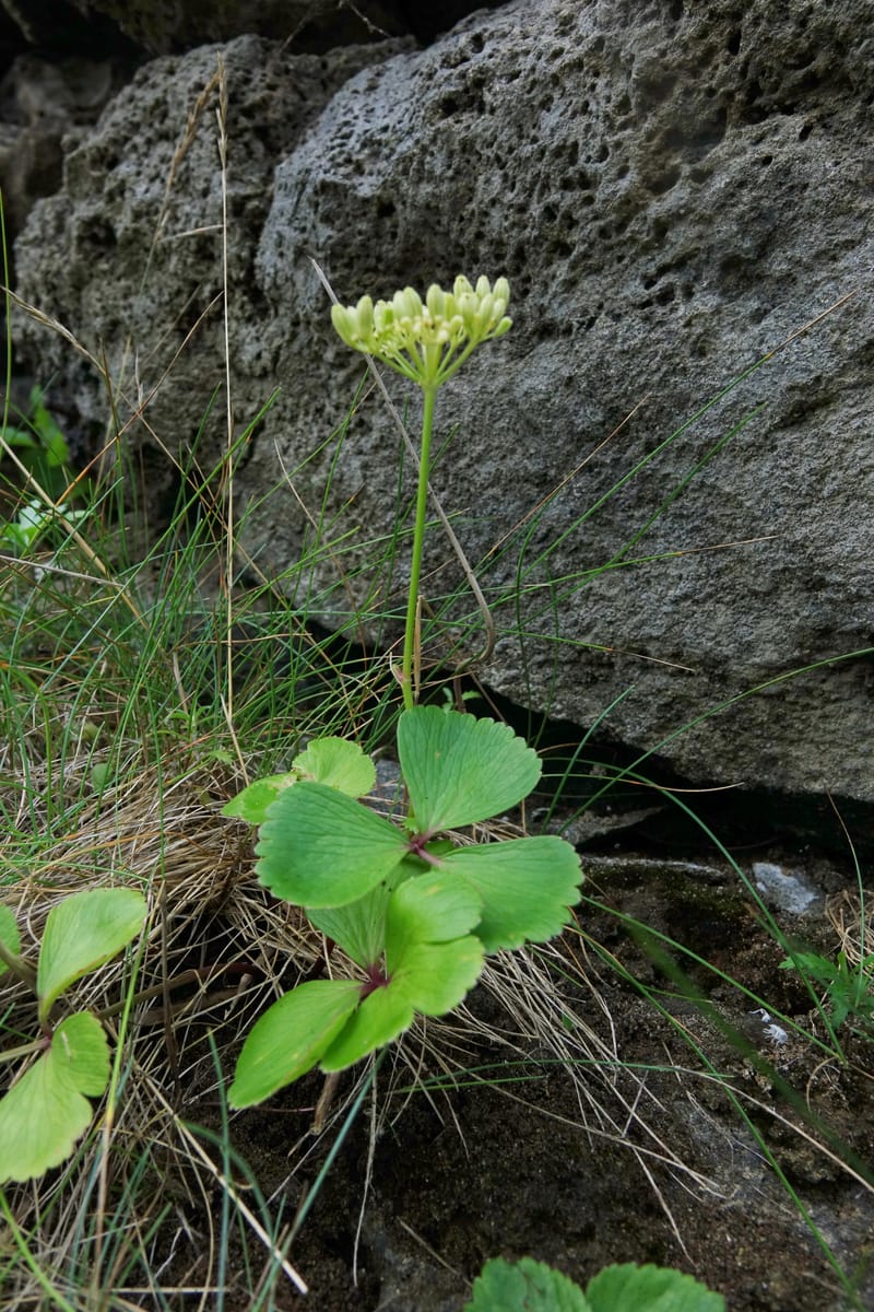Ligusticum scoticum subsp. hultenii, Boufford 43939--Japan. Hokkaido. Konpira Cape. 5 Aug 2016. DSC01214 (19).JPG