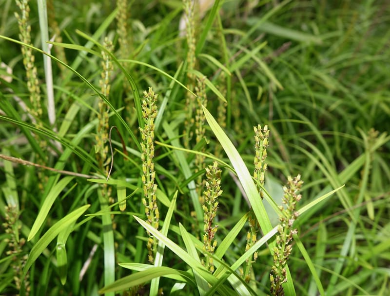 Japanolirion osense--Japan. Hokkaido. Teshio Exptl. For. 3 Aug 2016. DSC00757 (35).JPG