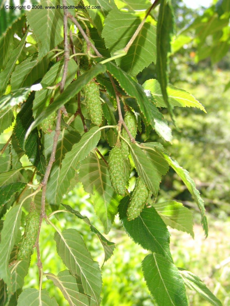 Betula utilis, 92.358--CA. Quarryhill Bot. Garden, Glen Ellen. 1 Jun 07. 086.jpg