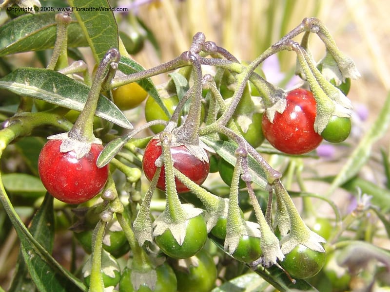 Solanum, AAraujoM3012--Bolivia.  Prov.B.Saavedra. Charazani to La Paz. 20 Sep 06. 107.jpg