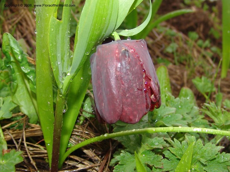 Fritillaria latifolia--Georgia. Ca. Cross Pass. Georgia Milt. Hwy. 1Jun 05. 046.jpg