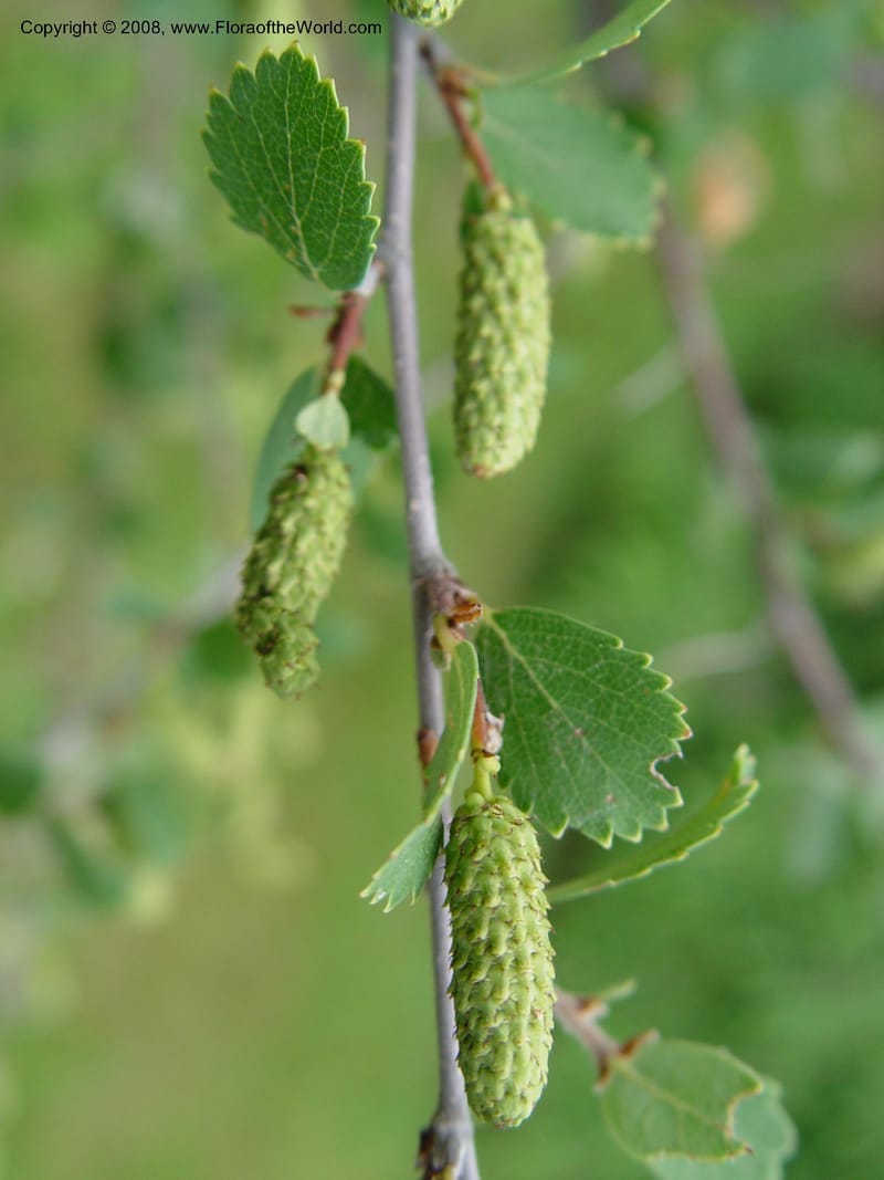 Betula pumila--MA. Arnold Arb. 30 Jun 03. 201.jpg