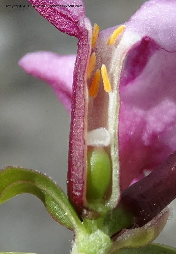 Daphne, Boufford, D 43616--China. Sichuan. ShaShiDuo. 8 May 2014. DSC04232 (43).JPG