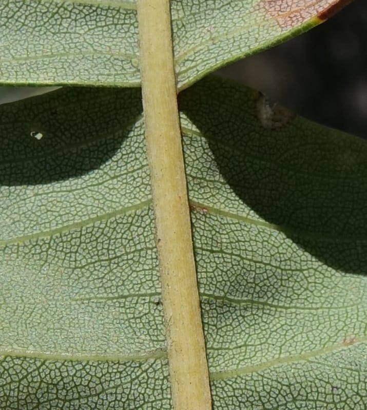 Banksia grandis, Not collected--Australia. W.A. Koondoola Bushland. 22 Oct 2016. DSC03457 (277).JPG