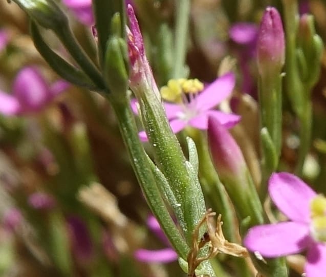 Centaurium pulchellum, Fortunato 13214--Argentina. Pedernal, Hwy 153. 10 Feb 2018. DSC00169 (42).JPG