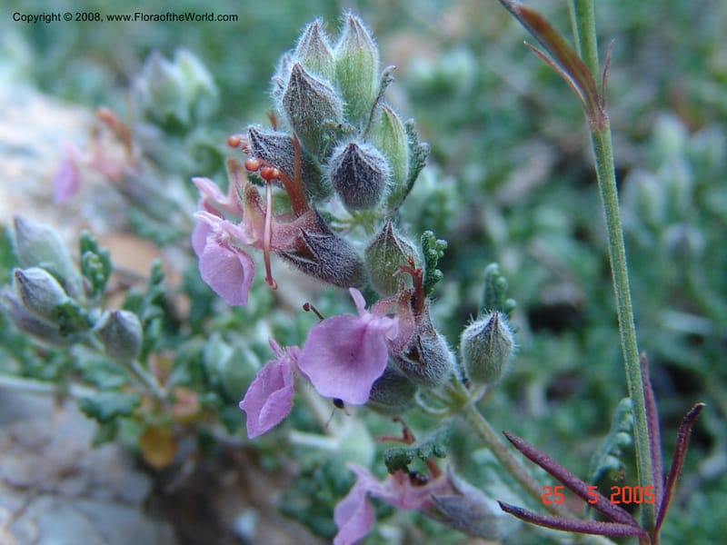 Teucrium divaricatum--Crete. Ep. Kisamos. Sirikari Gorge. 25 May 05. 431.jpg