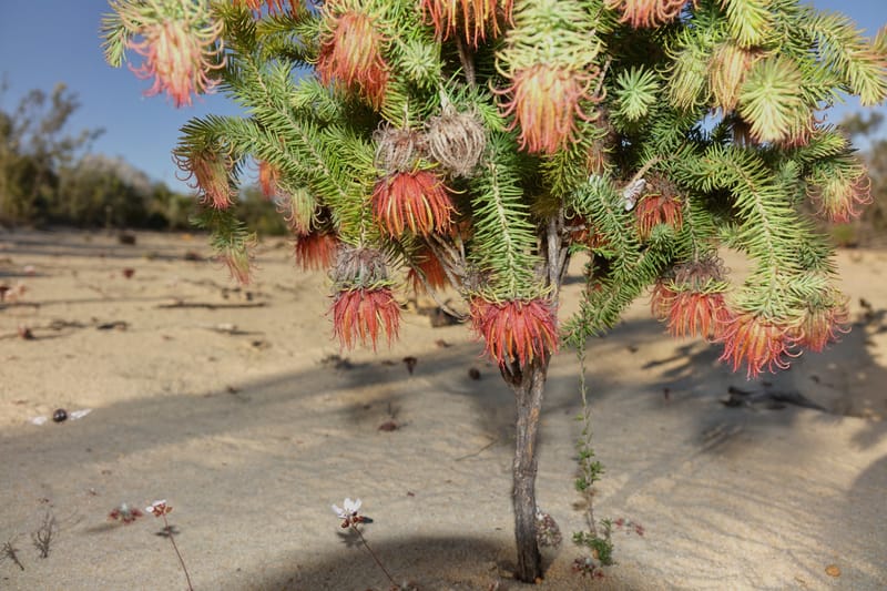 Darwinia, Davidson, C 13419A--Australia. W.A. Tootbardie Rd.-Coorow Rd. 23 Oct 2016. DSC04758 (33).JPG