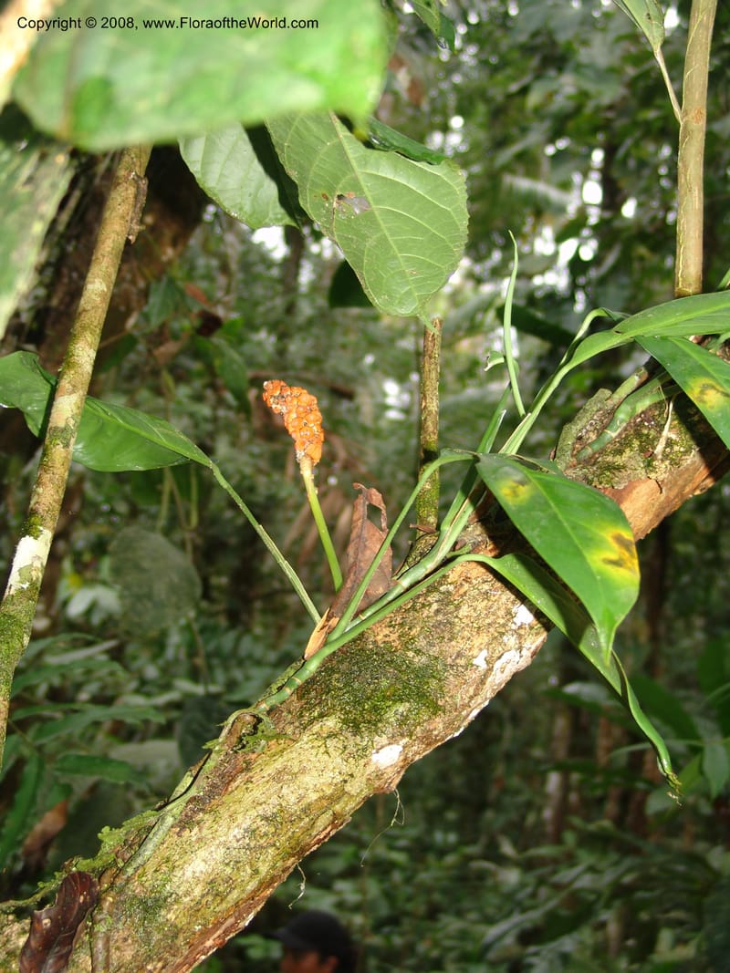 Monstera obliqua, AAraujoM3083--Bolivia. Pq. Nal. Madidi. Chalalan, Sendero Jaguar. 24 Sep 06.  241.jpg