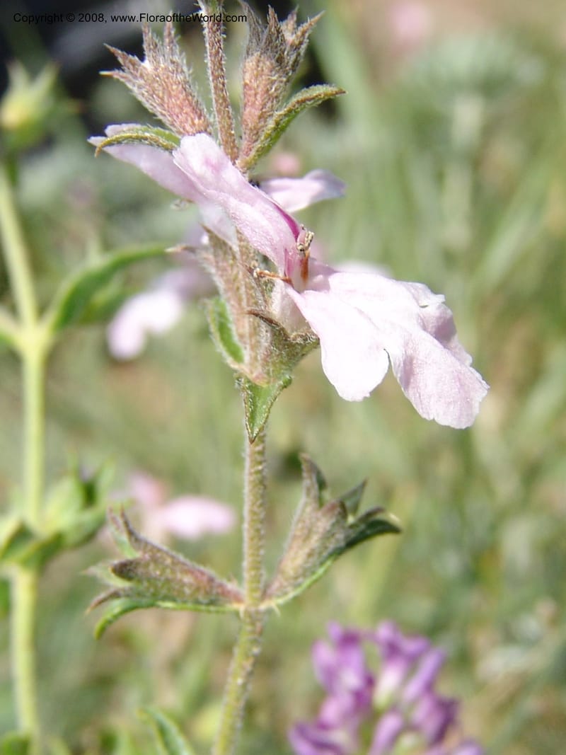 Stachys fruticulosa--Georgia. Gareji Monastery complex, Gareji Steppe. 9  Jun 05. 074.jpg