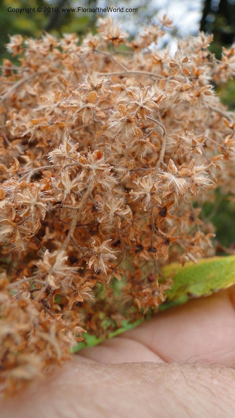 Holodiscus discolor, C. Davidson 11817--OR. Hood River Co. Old Dalles Rd., 2 mi E of E. Side Dr. 10 Sep 10. 001 (141).jpg