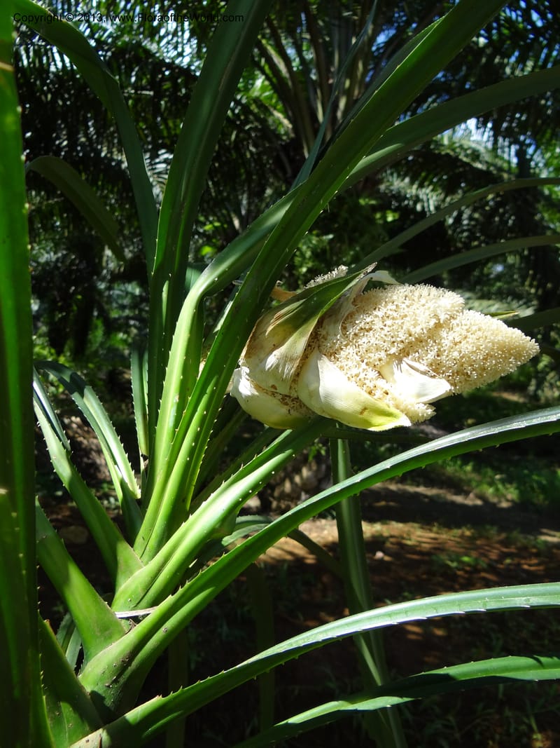 Pandanus fusinus, Buerki, S 334--Malaysia. Sabah. Tahan Niaga Plantation. 8 Apr 2012. DSC07609 (94).JPG