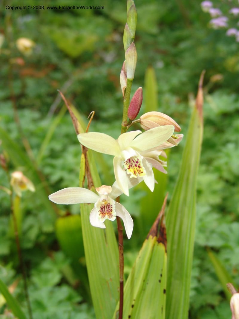 Bletilla ochracea, 80.1474CA. UC Berkeley Bot. Garden.  30 Jun 06. 002.jpg