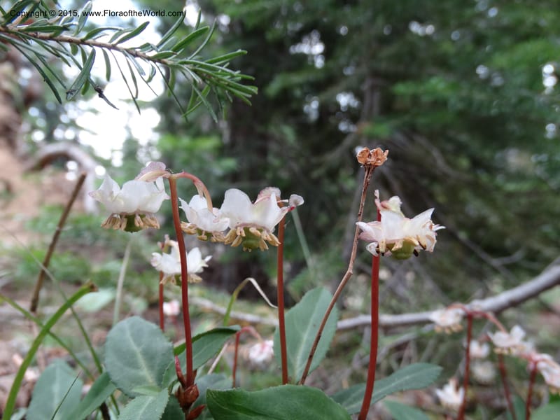 Chimaphila menziesii, Davidson, C 12632--ID. Idaho Co. Seven Devils Campground. 11 Aug 2014. DSC00412 (72).JPG