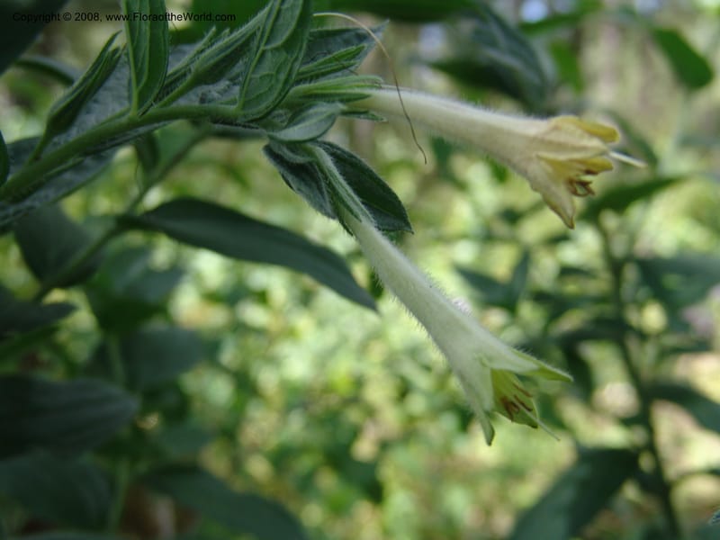 Macromeria viridiflora--AZ.  Arboretum at Flagstaff. 3 Sep 04.  092.jpg