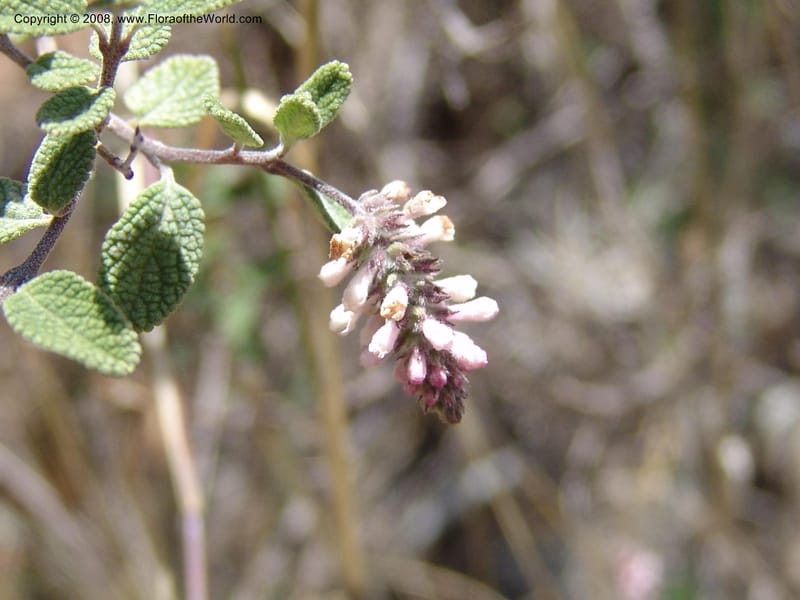 Aloysia scorodonioides v. dentosa--Bolivia. La Paz. Send. Aguila. 4 Dec 04. 033.jpg