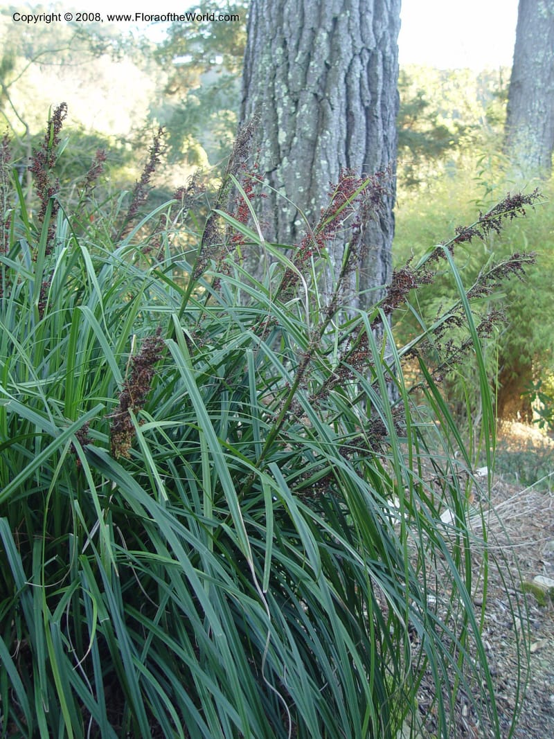 Carex phacota, 2002.0773--CA. UC Berkeley Bot. Gard. 10 Feb 04. 201.jpg