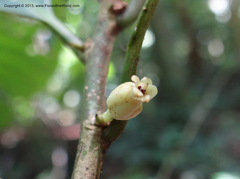 Rinorea, VC 5620--Thailand. Surat Thani Prov. Khlong Phanom Nat. Park. 15 Nov 2012. (177).JPG