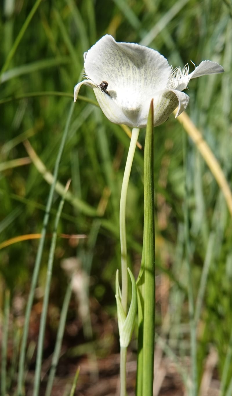 Calochortus apiculatus, C. Davidson 13820--ID. Benewah Co. Reed's Gulch Rd. FR 550. 8 Jul 2018. DSC05956 (285).JPG