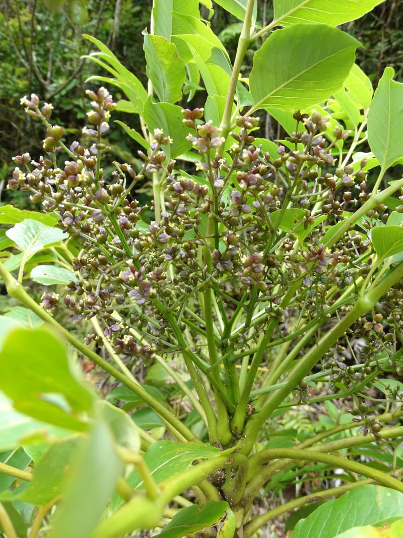 Plerandra grandiflora, Plunkett, G 3178-- Fiji. Delaikoro Mtn. 3 Nov 2015. DSC08393 (35).JPG