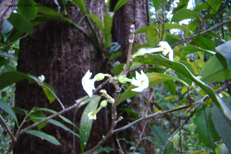 Brunfelsia guianensis, Mori 27377--French Guiana. NR2, 12.4 km E of Approague bridge. 4 Nov 09. 001.jpg