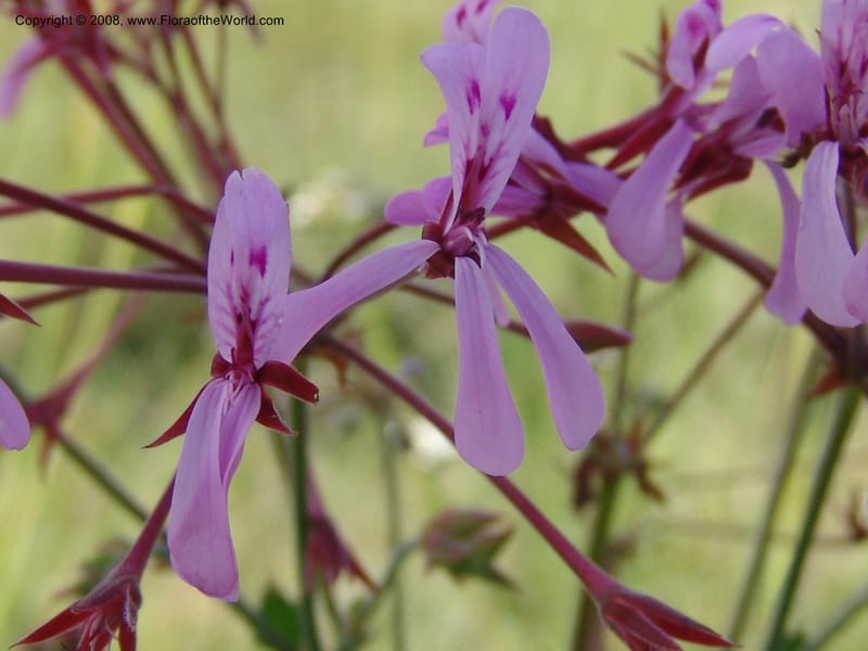 Pelargonium--So.Africa. E. Cape. Moonstone Farm, Quanti Area, Stut. 8 Mch 05. 072.jpg