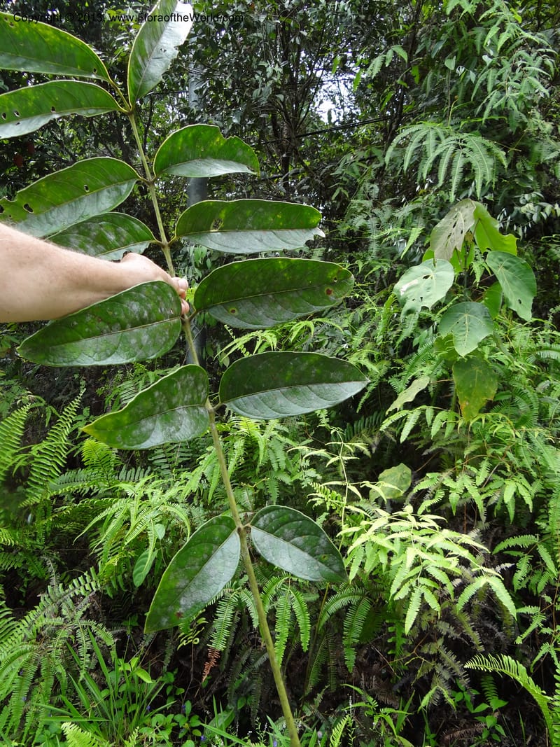 Aralia, SAN.153245--Malaysia, Sabah. Tawai For. Res. 9 Apr 2012. DSC07890 (90).JPG