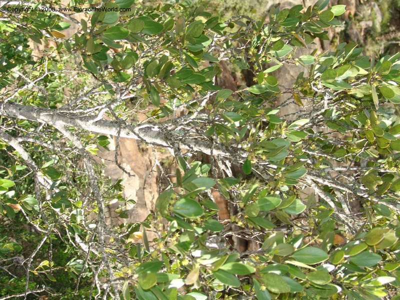 Pterocelastrus tricuspidatus--So.Africa. E. Cape. Waringham Farm, Quanti Area, Stut. 8 Mch 05. 524.jpg