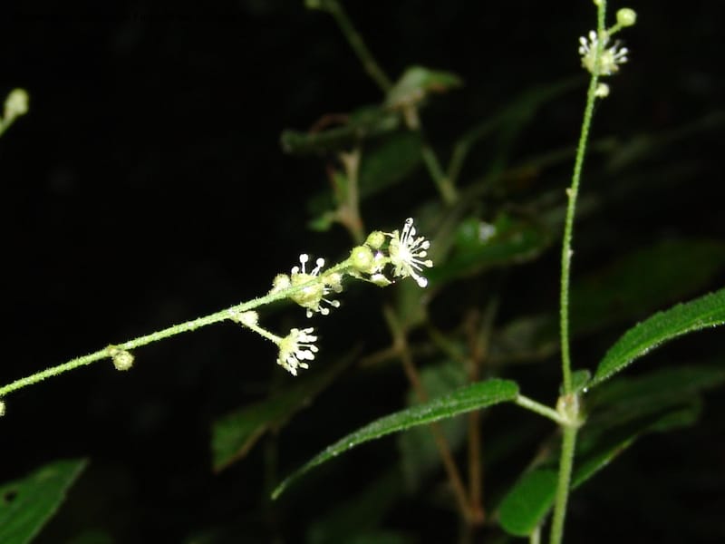 Croton--So.Africa. E. Cape. Umtiza Nature Res.. 7 Mch 05. 082.jpg