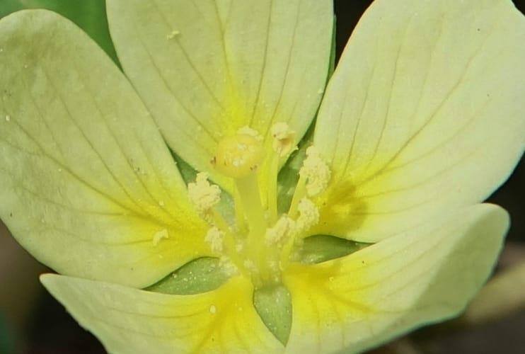 Ludwigia adscendens subsp. diffusa, L. Nanyeni 1193--Namibia. Kunene R. rd. east. 20 Mar 2018. DSC02082 (103).JPG