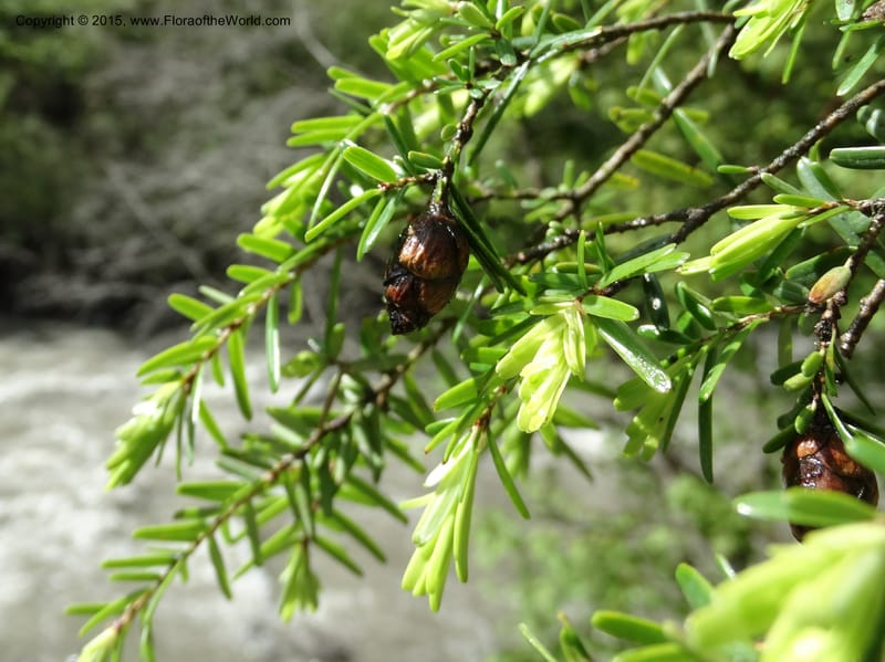 Tsuga chinensis, Boufford, D 43658--China. Sichuan. SuoLuoGou Village. 10 May 2014. DSC04925 (13).JPG