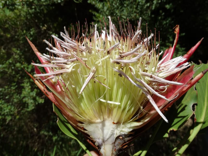 Protea cynaroides, Davidson, C 12315--South Africa. Western Cape. E. side, Fernkloof. 24 Jan 2014. DSC01799 (145).JPG
