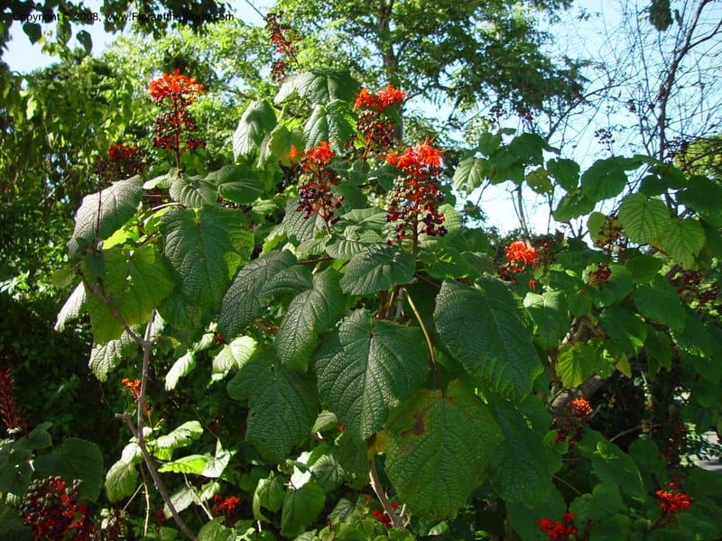 Clerodendrum speciosissimum. 6174 B--FL. Fairchild Tropical Gard. 16 Jan 03. 047.jpg