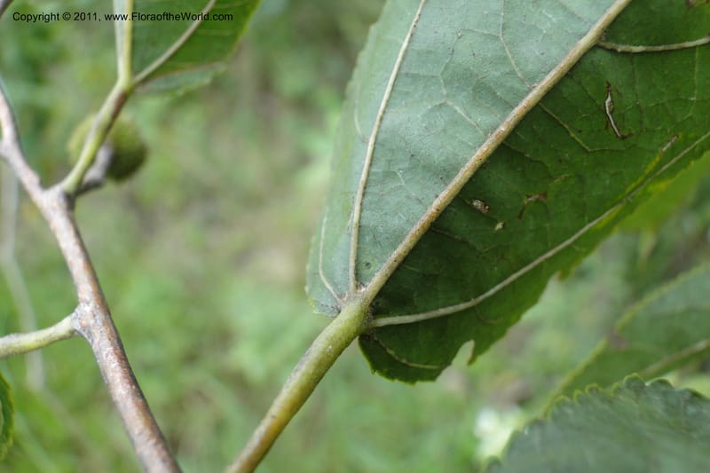 Guazuma ulmifolia, W. D. Stevens 31172--Paraguay. Edo. Concepcion. Garay Cue. 19 Mar 2011. 345 (23).jpg