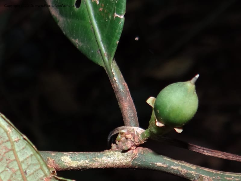 Rinorea, VC 5620--Thailand. Surat Thani Prov. Khlong Phanom Nat. Park. 15 Nov 2012. DSC09389 (240).JPG