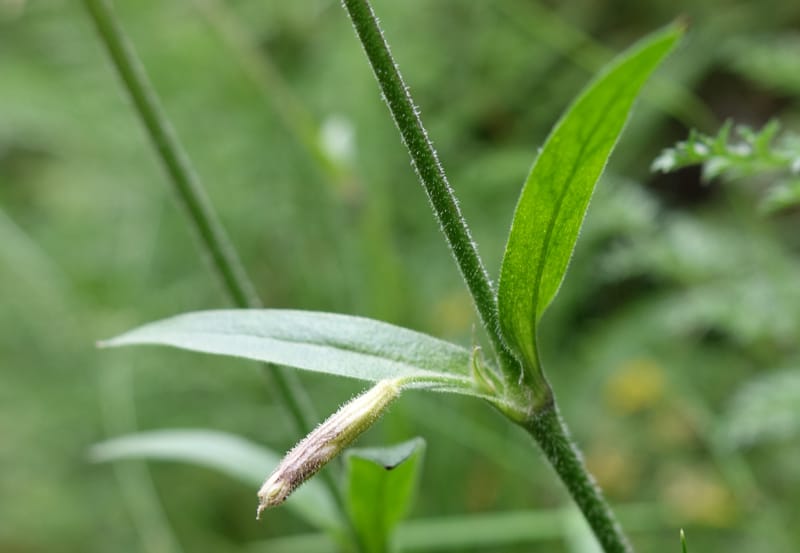 Silene nutans subsp. nutans,  Davidson, C 13266--Switzerland. Oberwald. Chapel St. Nikolas. 2 Jul 2016. DSC07728 (778).JPG