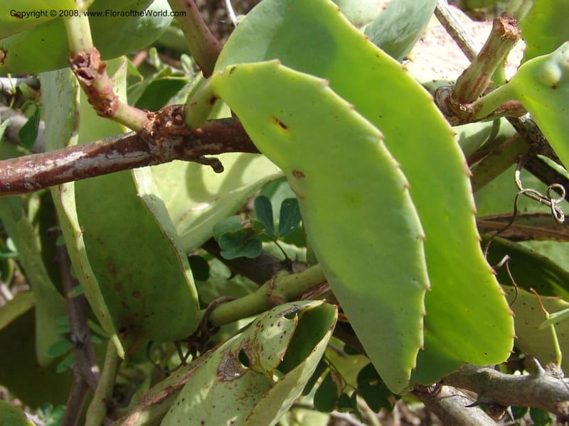 Cissus rotundifolia--Tanzania. Hwy B1 between Mwanga and Kisangara. 30 Jun 04. 086.jpg