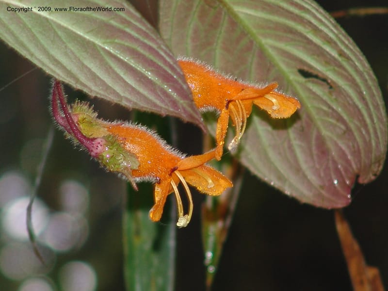 Columnea, Croat94580--Ecuador. Prov. Pichincha. Reserva Bellavista. 14 Feb 05.  143.jpg