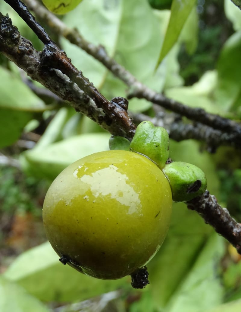 Diospyros, Plunkett, G. 3195--Fiji. Across the road from Waisali RF. 8 Nov 2015. DSC00330 (165).JPG