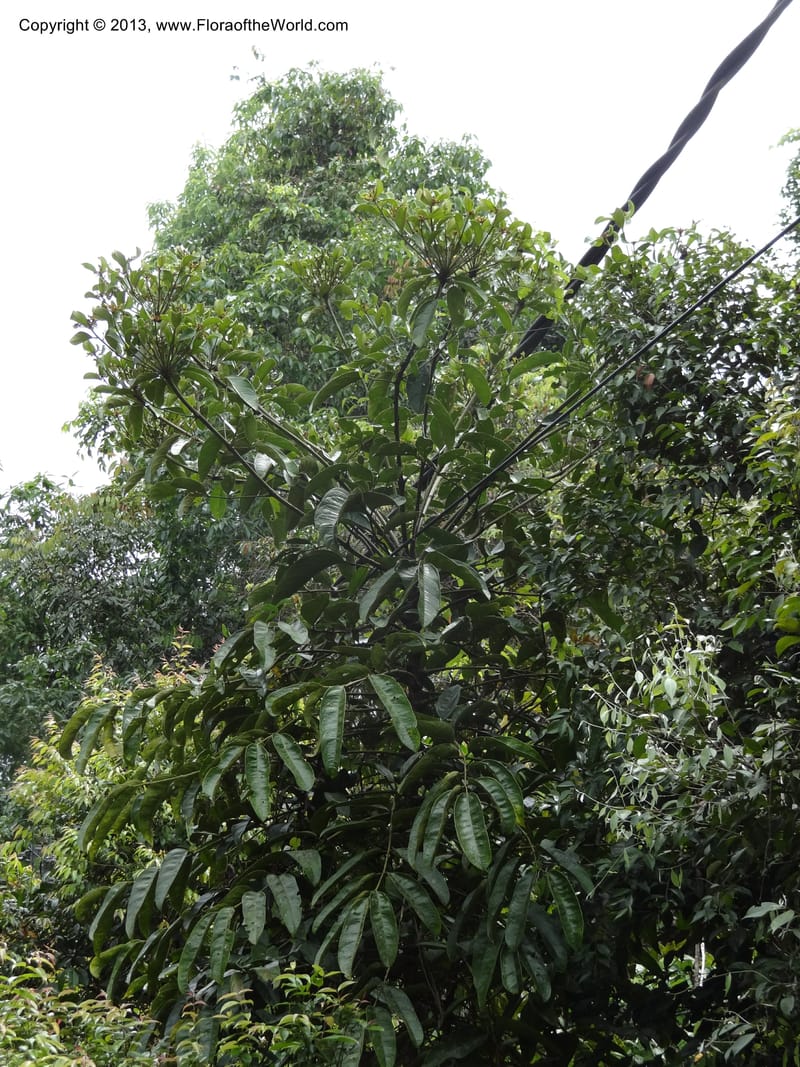 Aralia, SAN.153245--Malaysia, Sabah. Tawai For. Res. 9 Apr 2012. DSC07890 (70).JPG