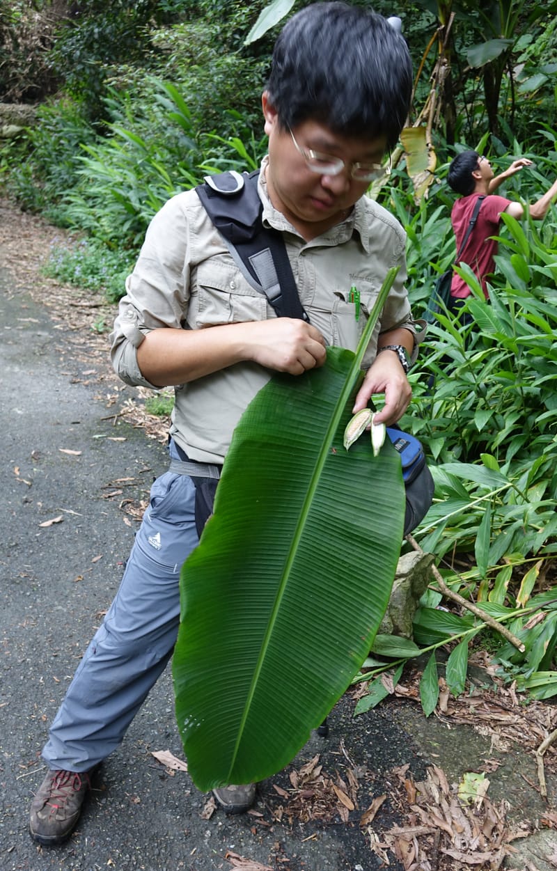 Musa formosana, Chung Kuo-Fang 3351--Taiwan. Wulai Distr. Wulai village. Hsing Hsian Trail. 19 May 2016. DSC03046 (148).JPG