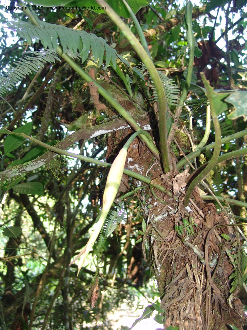 Philodendron attenuatum, Croat98778--Ecuador. Z.C. Margin of Rio Nangaritza. 17 Sep 07. 330.jpg