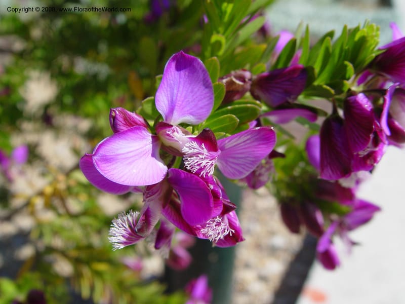 Polygala virgata--Spain. Barcelona Botanic Garden. 21 Apr 04. 078.jpg