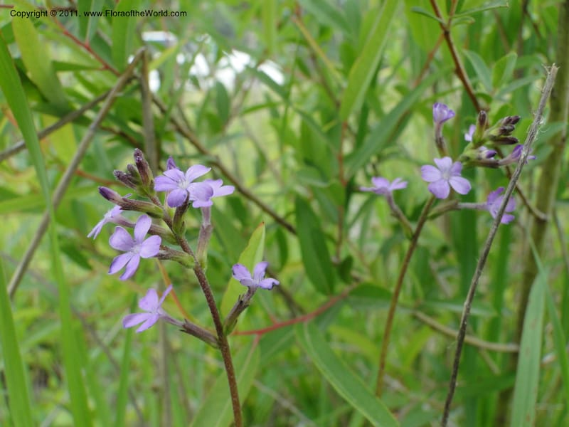 Buchnera americana, Mori, S 27419, USA, North Carolina, Jones Co, Catfish L Rd 10.5 miles from jct with Hwy 58, E of Maysville, 23 May 2010 (11).JPG