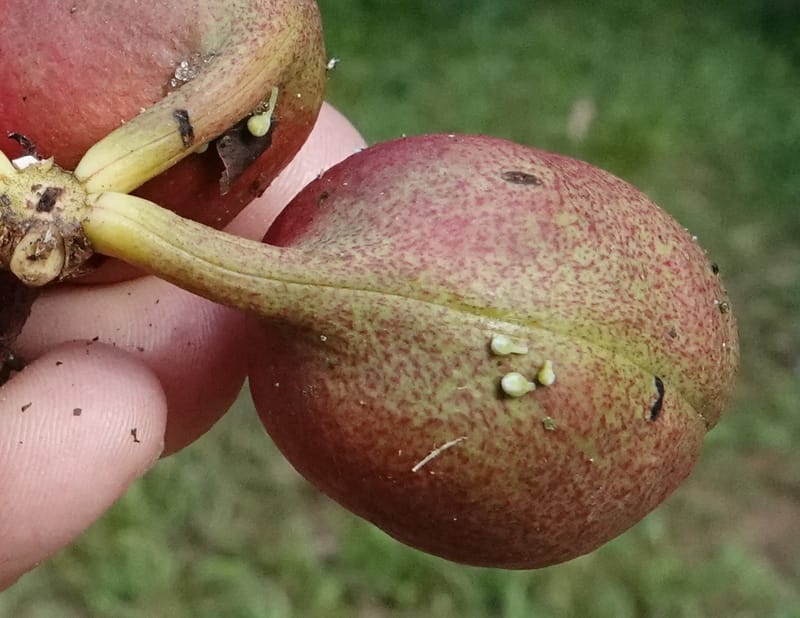 Cola cauliflora, C. Davidson 13947--Gabon. Maurel & Prom rd. Afternoon. 2 Nov. 2018. DSC01682 (225).JPG