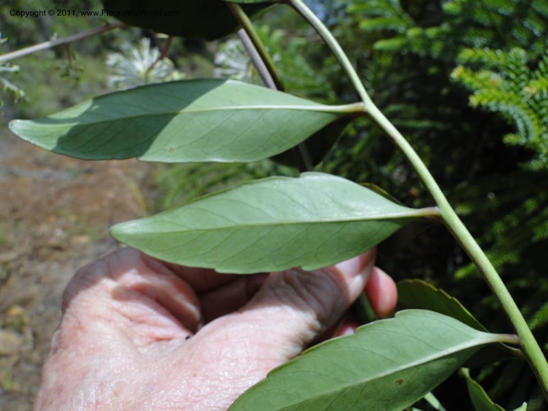 Myodocarpus fraxinifolius, (Lowry, P. P 7180)--New Caledonia. Mont Dore. 20 Jan 2010. 1842 (14).JPG