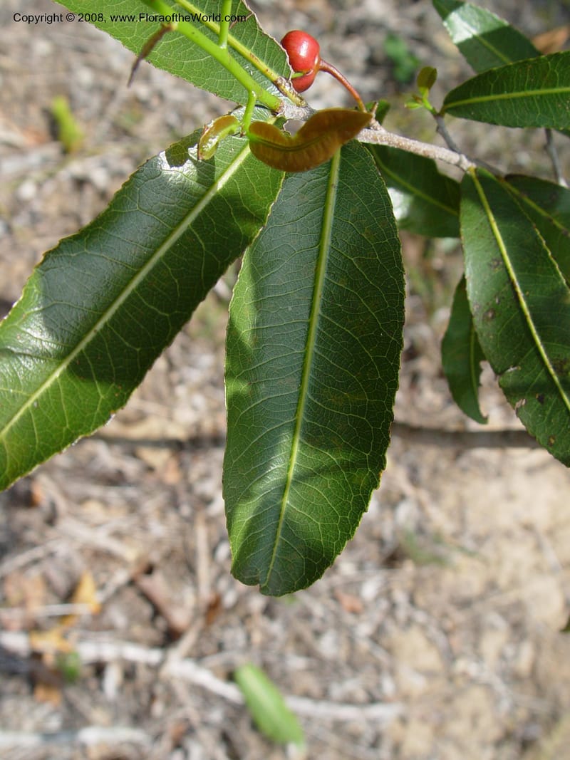 Ochna arborea cf--So. Africa. KwaZuluNatal. Lake Sibaya Lodge. 1 Oct 03. 178.jpg