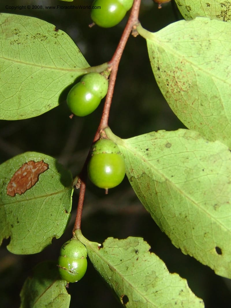 Diospyros, R.Ranaivojaona1382--Madag. Prov. Toliara. Mandena Centr. Res. Ecol. 18 Jan 06. 202.jpg